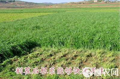 黑麥草種子包郵多年生四季牧草耐寒高產(chǎn)再生耐收割養(yǎng)殖牛羊魚(yú)兔草
