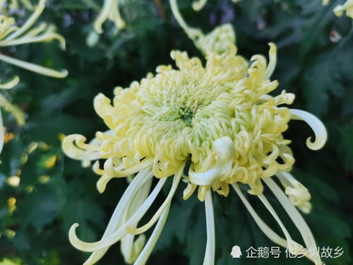 2021深圳東湖公園菊花展 一場花卉與藝術的視覺盛宴