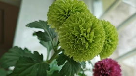 花材屆的可愛擔(dān)當(dāng) 乒乓菊，激活你的少女心