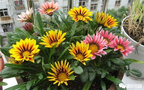 多年生的勛章菊，沒開幾朵花就死了？只因你沒做到這一點