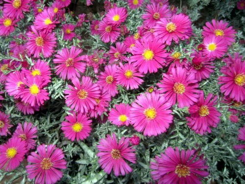 9月花開爭艷 6種菊花脫穎而出，密集綻放打造美妙花園家居