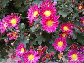 菊頌 百花凋零時(shí)的堅(jiān)守