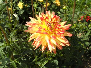 嬌琴紗花園 夏季盛開的黃色橙色菊花之舞