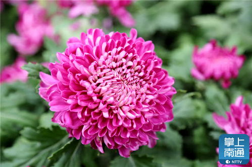 南通第30屆菊花展 紫瑯公園綻放金秋花海，用花量創歷史之最