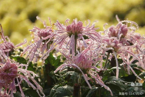 花卉攝影 王城公園賞菊