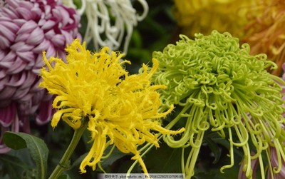 菊花 秋日里的堅韌與優雅