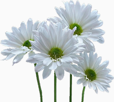 閑話小白菊
