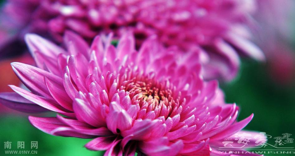 東籬秋色 菊花的君子之德與隱逸之美