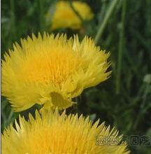 秋日雙絕 芙蓉花與菊花，誰才是你的庭院首選？