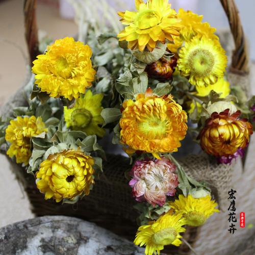 云南宏鷹花卉 小雛菊與七彩菊的永生藝術，批發裝飾新潮流