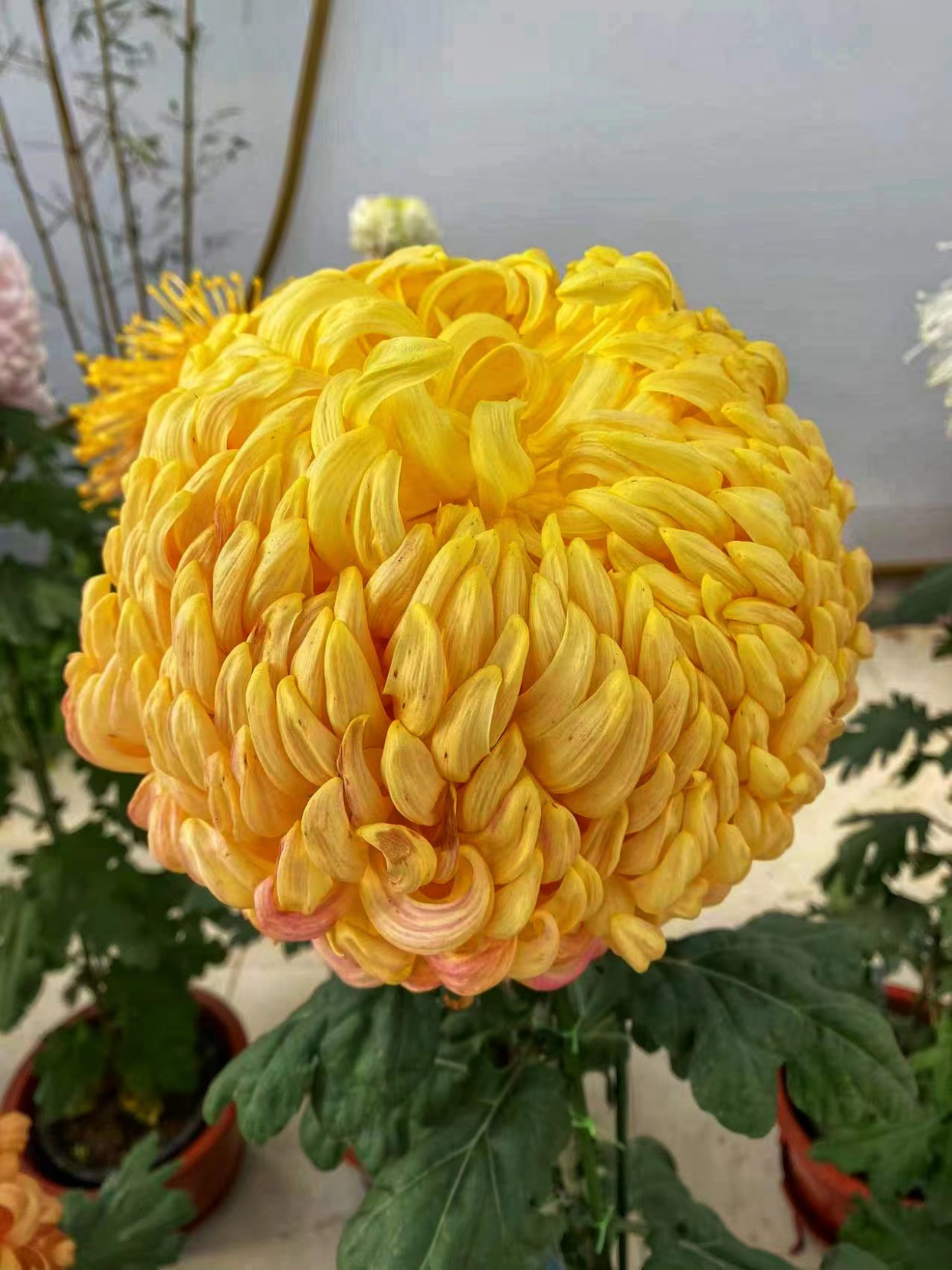 秋染大觀園，菊韻滿京城——北京世界花卉大觀園菊花展紀行