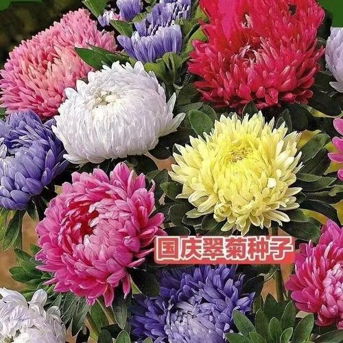 秋日陽臺的糖果色浪漫 翠菊種植全指南