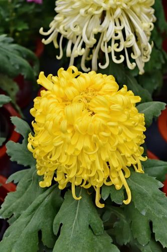 秋日菊韻 花卉園菊花展的美好落幕