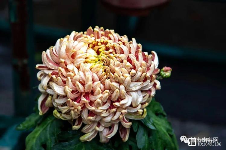 花卉介紹菊花的一些品種上